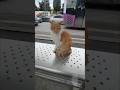 Бакинский кот 🐱