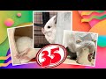 Лучшие приколы про ШИНШИЛЛ! Смешные ШИНШИЛЛЫ! Funny chinchillas❤#35