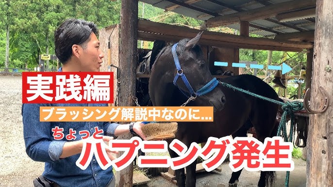 旭川で馬に乗れる場所 あさひかわ乗馬クラブ 旭川市花咲町5丁目 Youtube 旭川で馬に乗れる場所 あさひかわ乗馬クラブ 旭川市花咲町5丁目 Youtube