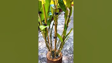 VERY SIMPLE IDEAS! grafting longest dendrobium orchid plants on tree log with short tutorial 🌱🌱🌱🌱🌱🌱