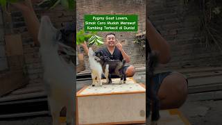 Pygmy Goat Lovers, Simak Cara Mudah Merawat Kambing Terkecil di Dunia! #pygmygoats #kambing
