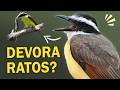 BEM-TE-VI: TODOS os CANTOS e curiosidades da ave mais popular do Brasil