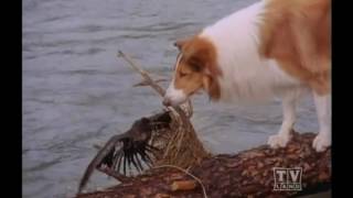 2 Rangesr Lassie (Season 16 Eps 9No Greater Love )