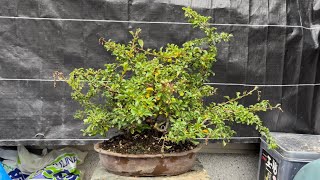 長寿梅の剪定と挿し木をやってみる！ 【盆栽#54】 Longevity plum pruning and cuttings