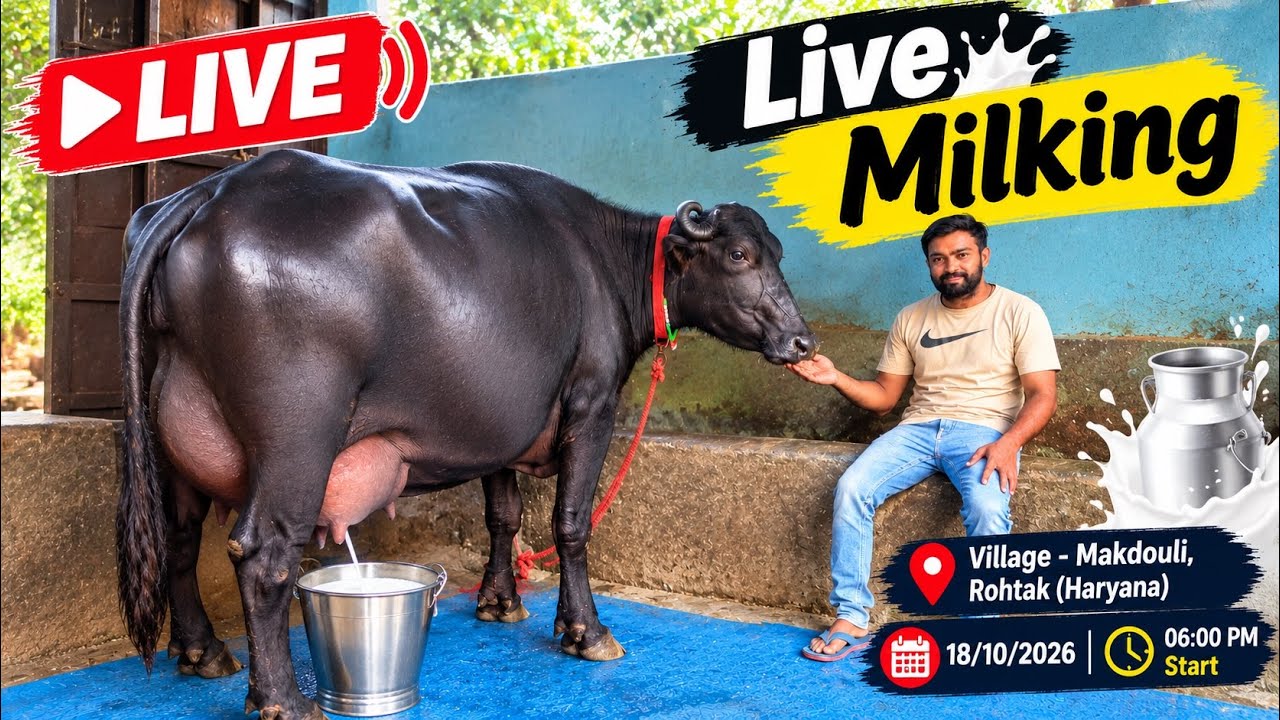 21+ वाली भैंस की Live Milking देखों || काला मकड़ौली, रोहतक 7988653262