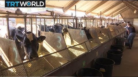 Changing cow feed could cut methane emissions | Money Talks