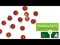 Reddery rz f1 tomato variety