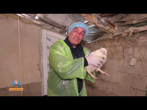 ქათმის ფერმა