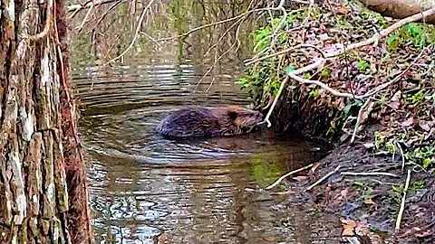 BEAVER SPIES ON US WHILE REMOVING BEAVER DAM!