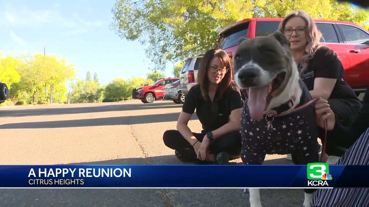 Maya the dog helps save owner from Citrus Heights fire - YouTube