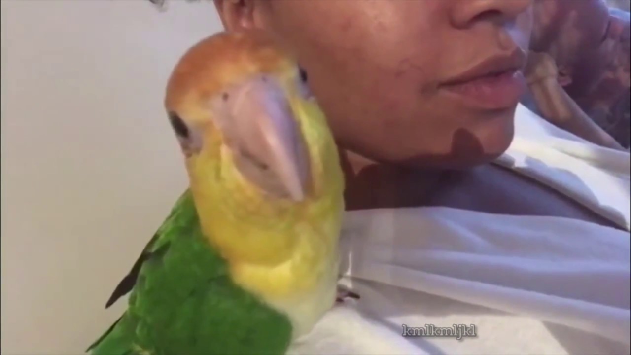 bad bird!! - YouTube