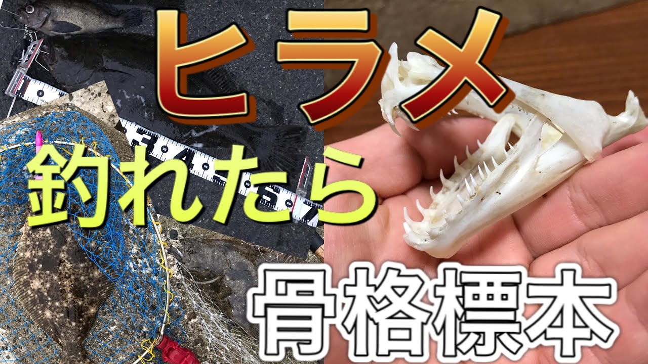 ヒラメの口を飾ろう 骨格標本づくり Youtube