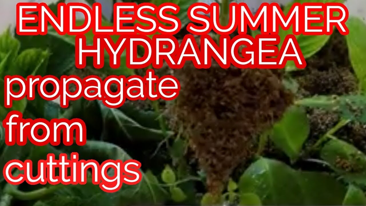 Propagate endless summer hydrangeas from cuttings - YouTube