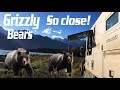 Wild Grizzly Bears Eating Salmon | Ferry Haines to Skagway | LiveandGive4x4