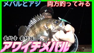 メバルとアジの欲張りセット！常夜灯で快適な釣り