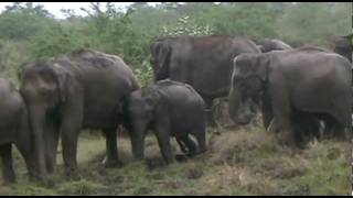 The Magnificence of Mud (elephants mudbathing).