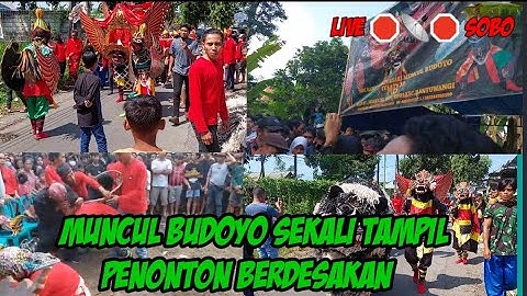 LIVE 🛑SOBO MUNCUL BUDOYO RATUSAN PENONTON TUMPAH |KESENIAN DAERAH JARANAN BANYUWANGI#MUNCULBUDOYO