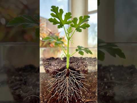 Thumbnail: Growing Watermelons in Pots The Trick Nobody Knows