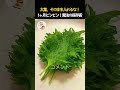 大葉が1ヶ月も長持ち?🌿 そのまま冷蔵庫に入れるのはもう卒業!プロが教える「ピンピン保存術」が凄すぎた