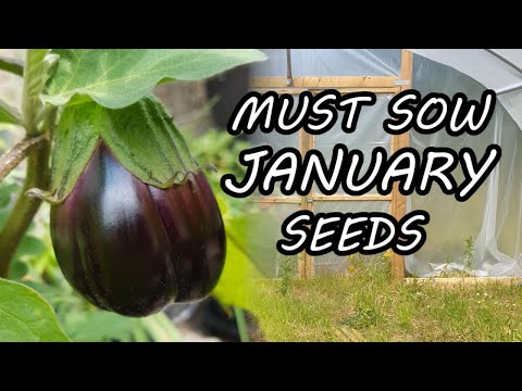 Three Seeds to Sow in January - Kicking Off the Gardening Year