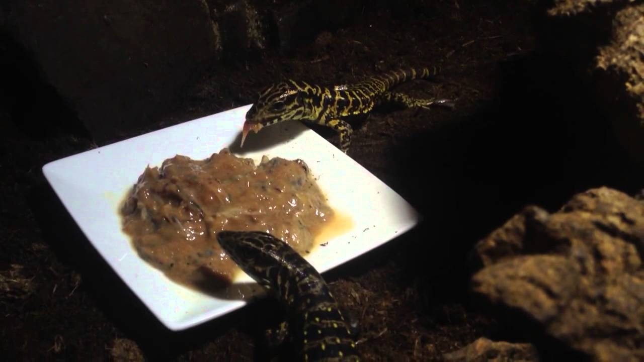 caiman lizard pet Golden babies in their enclosure
