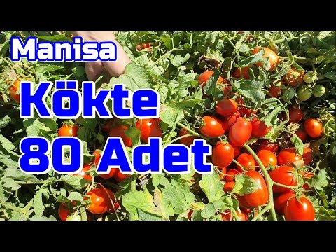 Video: Domates Sanka - çeşidin verimi ve özellikleri