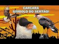 CARCARÁ - UMA DAS AVES MAIS CONHECIDAS E POPULARES DO BRASIL! CARACARÁ OU GAVIÃO-CARANCHO!