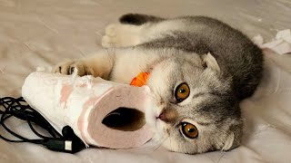 Kitten and torn tissue paper #playfulkitties
