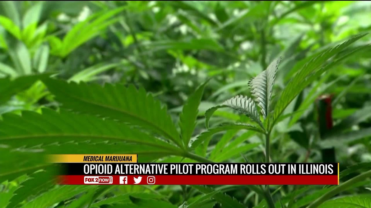 Illinois dispensaries prepare for medical marijuana program youtube