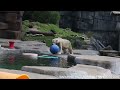 Uulu Playing Like a Cub