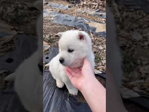 귀여운거 표지 1