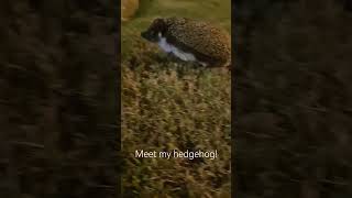 Meet my hedgehog! #hedgehog #pet #cute