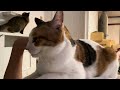 実は甘えたい猫。カプリちゃん