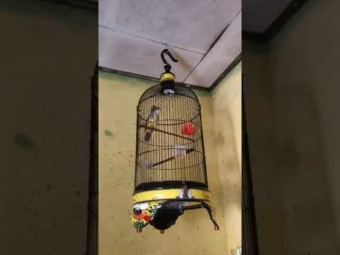 Cucak jenggot isian gereja konslet