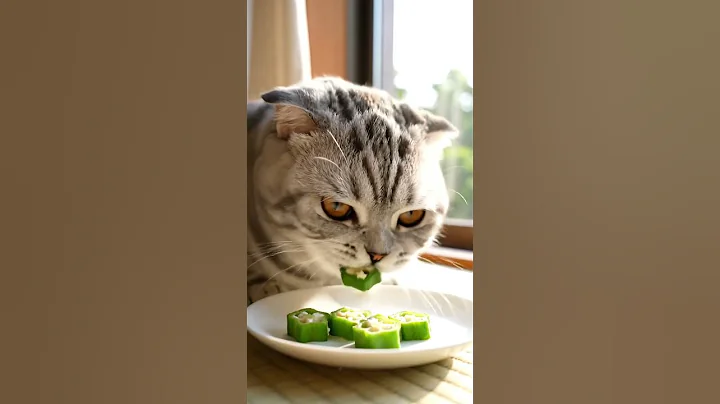 Video 11901421: american curl, cat cutecat