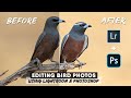 How To Edit Bird Photos Using Lightroom And Photoshop | Advanced Techniques From Start To Finish