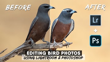 How To Edit Bird Photos Using Lightroom And Photoshop | Advanced Techniques From Start To Finish