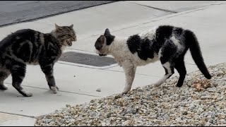 EPIC Angry Aggressive Two Cats Fighting Battle Over Territory