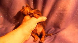 Chocolate Nibs Tiny Male Chocolate Yorkshire Terrier Puppy