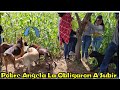 -La Pelea De Perros Obligaron A Angela Colgarse Del Árbol😨|| Todos Los Pluses Son Ganaderos-