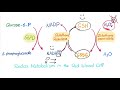 Glucose-6-phosphate Dehydrogenase (G6PD) Enzyme