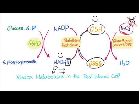 Video: Pengenalpastian, Fungsi, Dan Penggunaan Isozim 3-ketosteroid Δ1-dehydrogenase Dalam Mycobacterium Neoaurum DSM 1381 Untuk Pengeluaran Sintetik Steroid