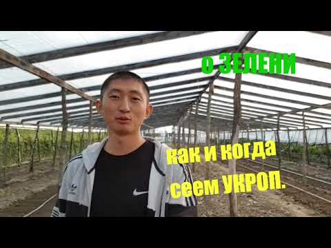 Как и когда сеем УКРОП. СРОКИ. Зелень на продажу