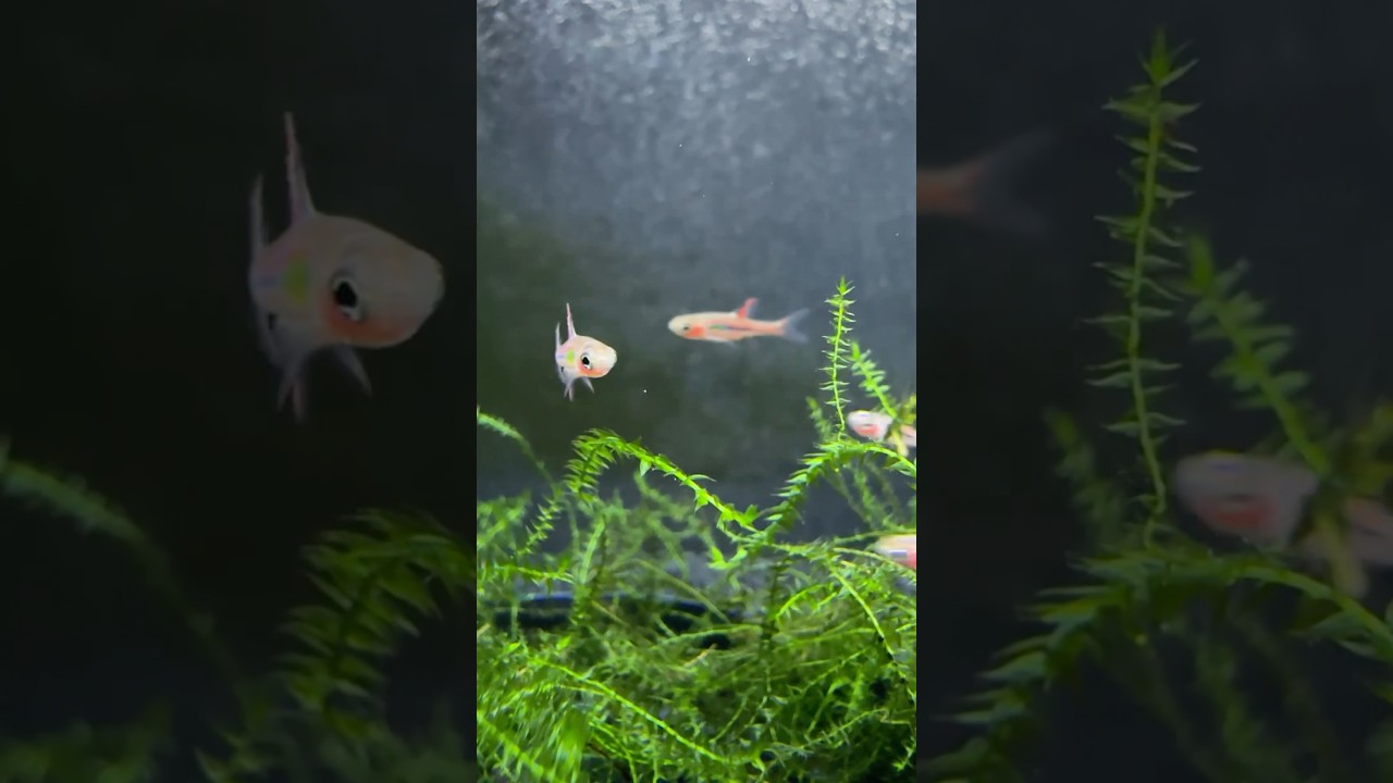 Adding 24 Chili Rasbora to a newly reset Automatic Egg Catcher breeding tank!