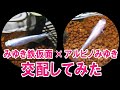 『みゆきメダカ』と『アルビノみゆきメダカ』を交配してみた