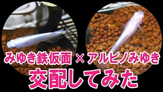 『みゆきメダカ』と『アルビノみゆきメダカ』を交配してみた