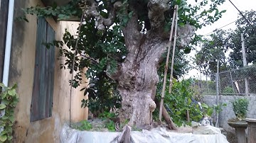 Một nhà vườn cây cảnh ở thôn Chính, xã Hồng Giang, huyện Lục Ngạn, tỉnh Bắc Giang.