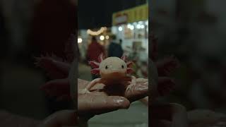 This Axolotl Can Regrow Entire Limbs 🤯🐾
