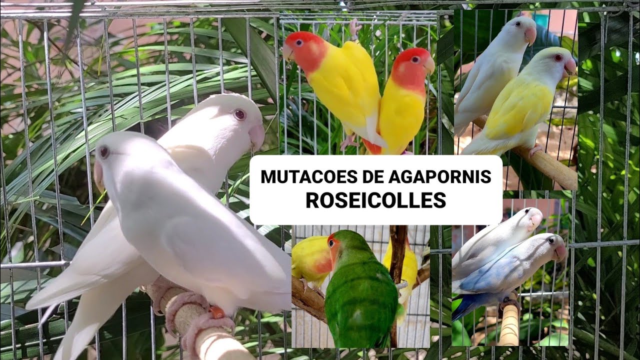 Mutações de Agapornis ROSEICOLES do meu plantel