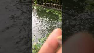 cepatlah besar matahariku